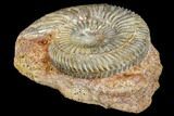 Jurassic Ammonite (Parkinsonia) Fossil - Germany #113146-1